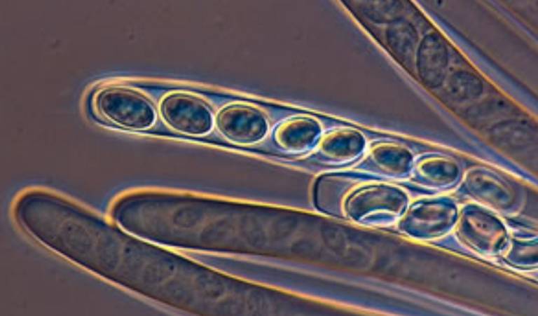 Ascósporas: El Poder de la Diversidad Genética en los Hongos 2 ascoespora