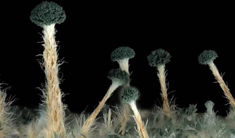 Descubriendo el Mundo Invisible de los Hongos Microscópicos: Una Guía Completa 3 hogno microscopico