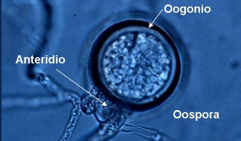 Oosporas: La Clave de la Supervivencia Fúngica 6 oosporas