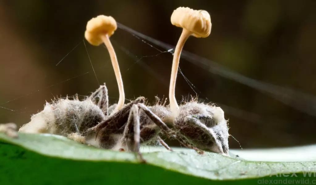 3 Grupos Principales De Hongos Parásitos; El Mundo Invisible 1 Hongos parasito