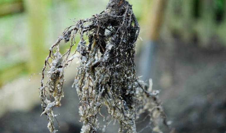 Glomeromycota y Micorrizas: La Simbiosis Secreta del Suelo 5 Hongos micorricicos