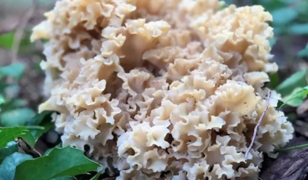 3 Grupos Principales De Hongos Parásitos; El Mundo Invisible 3 Fungi parasito