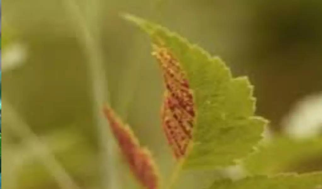 3 Grupos Principales De Hongos Parásitos; El Mundo Invisible 2 Hongos en plantas