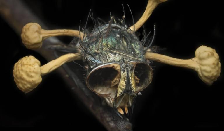 3 grupos principales de Hongos Parásitos; El Mundo Invisible 7 hongos entomopatogeno