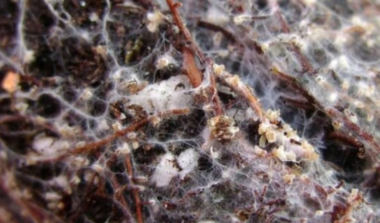 La Biorremediación como Herramienta Sostenible para Restaurar Ecosistemas 5 micelio simbiotico