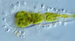 Ficomicetos: Características, ecología y biodiversidad | Guía completa 1 Phylum Chytridiomycota.