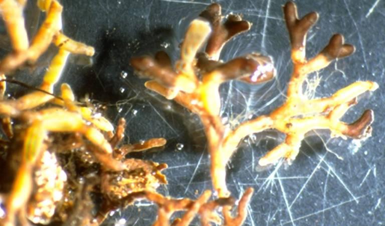 Hongos Simbióticos; La redes neuronales de la naturaleza 8 simbiosis en plantas