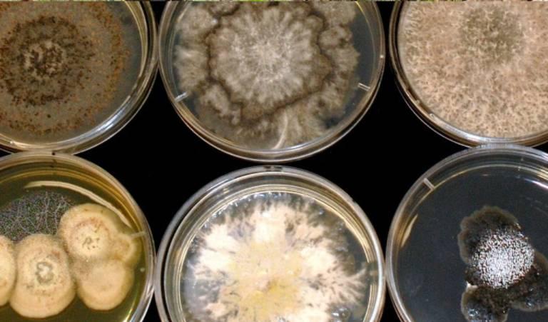 Hongos endofitos; todos acerca de estos hongos recientemente descubiertos 6 tipos de hongos endofitos