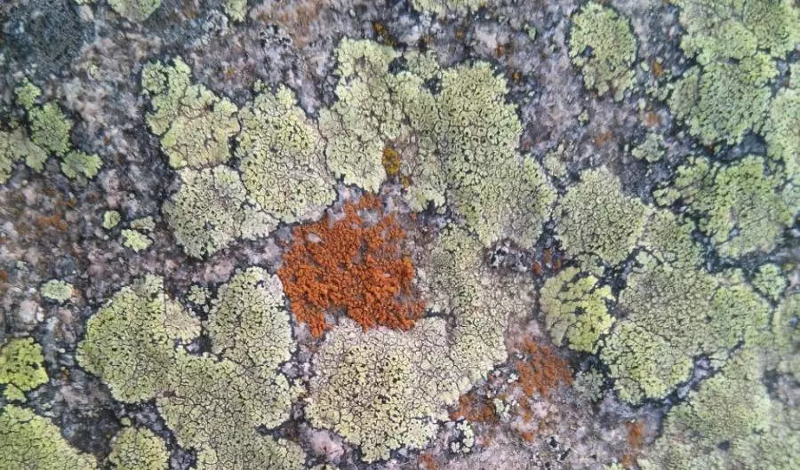 Líquenes: La Simbiosis Perfecta Entre Hongos y Algas 1 tipos de liquenes scaled