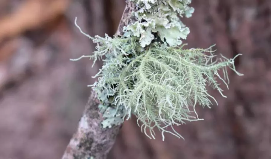 Líquenes: La Simbiosis Perfecta Entre Hongos y Algas 3 usnea scaled