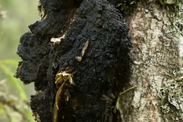 chaga Chaga- Micelio en Medio Líquido